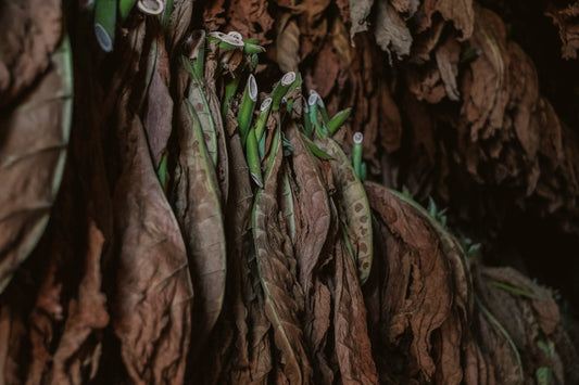 Paraguayan Criollo Ligero